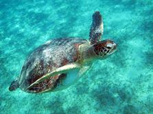 Marsa Alam - Red Sea. Turtle.